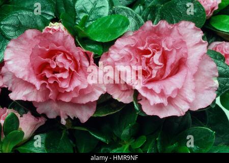 Azalea indiana (Rhododendron simsii o Rhododendron indicum), Ericaceae. Foto Stock