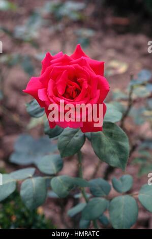 Rosa (Rosa Mme Line Renaud), rosacee. Foto Stock