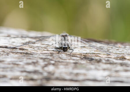 Nero Darter dragonfly faccia vista, Sympetrum danae, in cors Caron riserva naturale, Tregaron, Galles Foto Stock