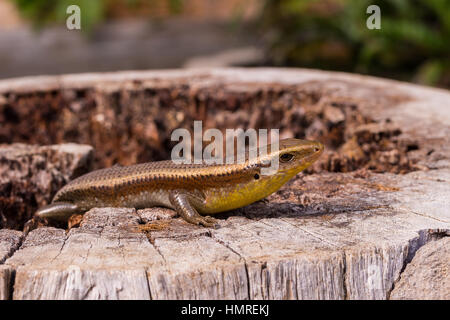 Giardino in comune skink sulla parte superiore del moncone di legno per riscaldare il loro sangue Foto Stock