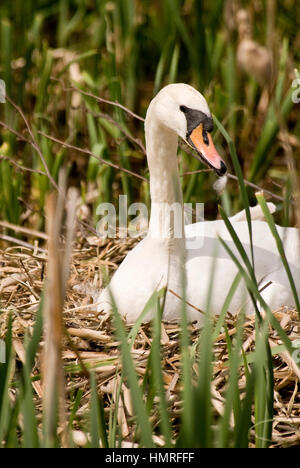 Un cigno seduta sul suo nido. Foto Stock