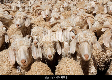 Capre Angora stipati in un paddock su una fattoria rurale Foto Stock