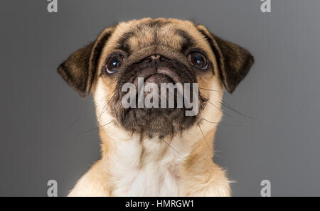 Cane del Pug Foto Stock