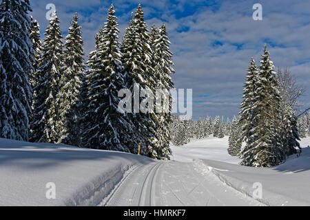 Sci di fondo corsa del Trans-Jura Swiss a lunga distanza sentiero sci, sci nordico centro Saint-Cergue, Vaud, Svizzera Foto Stock