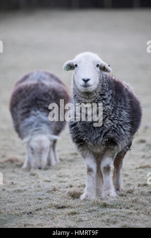 Flintshire, Wales, Regno Unito. 5 febbraio, 2017. Regno Unito: Meteo Herdwick pecore sfidando le condizioni di congelamento di questa mattina su Flintshire rurale con una massa di gelo e -1C nel villaggio di Nannerch, Flintshire © DGDImages/Alamy Live News Foto Stock