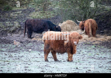 Highland bovini nelle zone rurali Flintshire durante condizioni di congelamento Foto Stock