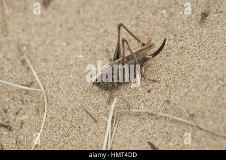 Grigio (Bush-Cricket Platycleis albopunctata) Foto Stock