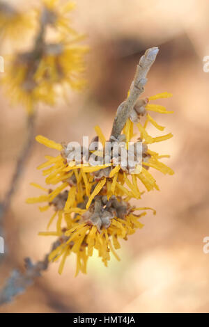 Hamamelis mollis 'Brevipetala' Foto Stock