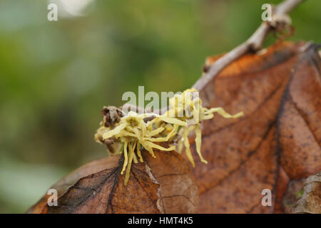 Hamamelis Virginiana Foto Stock