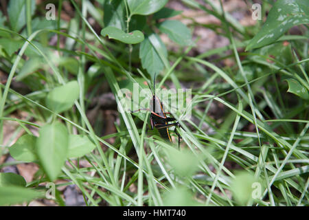 Close up di un Orientale gomma grasshopper nel fitto fogliame Foto Stock