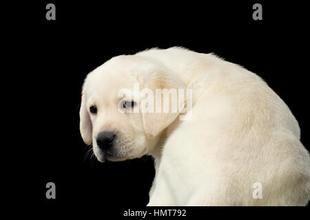 Il Labrador cucciolo isolato su sfondo nero Foto Stock