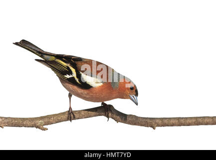 Bird fringuello seduti al Parco su un ramo in bianco sullo sfondo isolato Foto Stock
