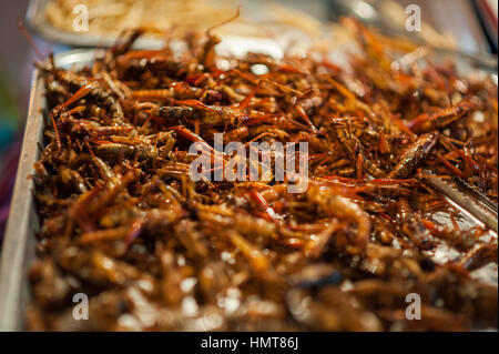 Worm e cavallette servito come cibo a Bangkok, in Thailandia. Foto Stock