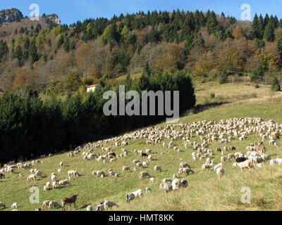 Gregge con molte pecore con vello lunghe giornate di pascolo su prati di montagna Foto Stock