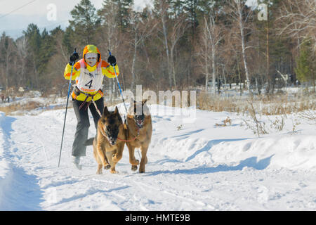 Irkutsk, Russia - 28 Gennaio 2017: Racing la concorrenza per lo sleddog e skijoring perle Angara 2017. Foto Stock