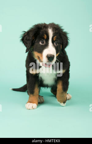 Carino piccolo Bovaro del Bernese cucciolo su sfondo verde Foto Stock