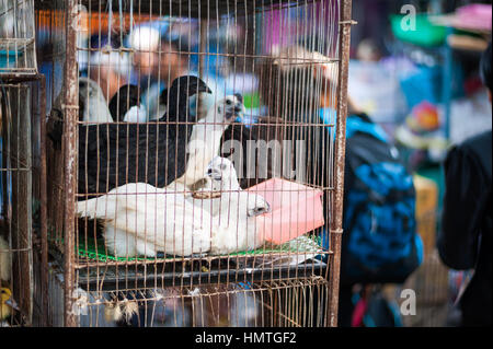 Uccelli in gabbie per la vendita. Mercato Chatuchak, Bangkok Foto Stock