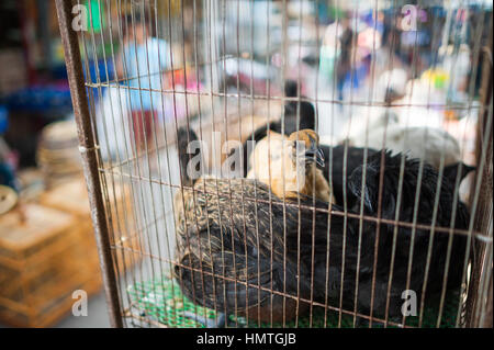 Uccelli in gabbie per la vendita. Mercato Chatuchak, Bangkok Foto Stock