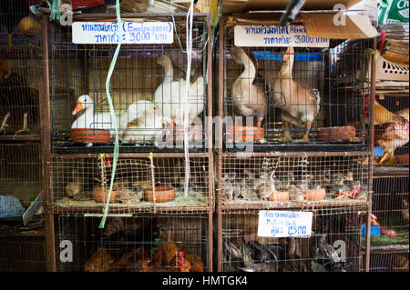 Uccelli in gabbie per la vendita. Mercato Chatuchak, Bangkok Foto Stock