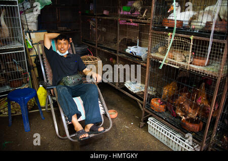 Molti uccelli diversi in gabbie, Chatuchak, Bangkok Foto Stock