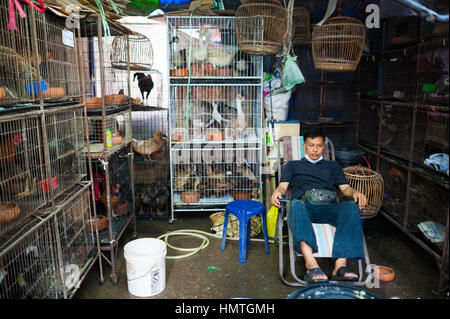 Molti uccelli diversi in gabbie, Chatuchak, Bangkok Foto Stock