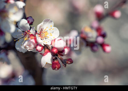 Bella fragranti fiori albicocca a fioritura primaverile Foto Stock