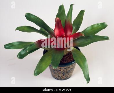 Il rossore bromeliad (Neoregelia carolinae Meyendorffii), Bromeliaceae. Foto Stock