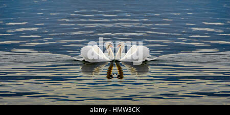 Due cigni rendendo un cuore - Cigno amore Foto Stock