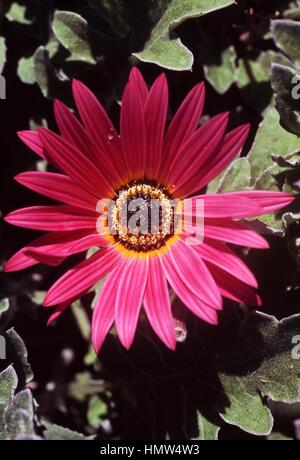 Bush africano daisy (Euryops chrysanthemoides), Asteraceae. Foto Stock