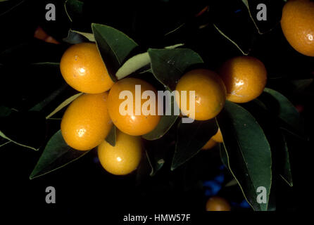 Kumquat ovale (Fortunella margarita), rutacee. Foto Stock