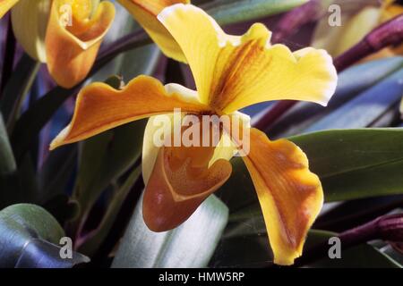Venere' Pantofola Paphiopedilum (sp), Orchidaceae. Foto Stock