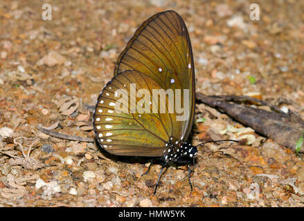 Con il marchio lungo il corvo blu (Euploea Menetriesi alghe), Kaeng Krachan National Park, Phetchaburi, Thailandia Foto Stock