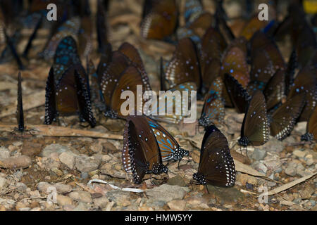 Molti blu tigri vetroso (Ideopsis vulgaris Macrina) sul terreno, foraggio, Kaeng Krachan, Phetchaburi, Thailandia Foto Stock