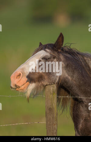 Cavallo in appoggio la sua testa su un palo da recinzione, Suffolk, Inghilterra, Regno Unito Foto Stock