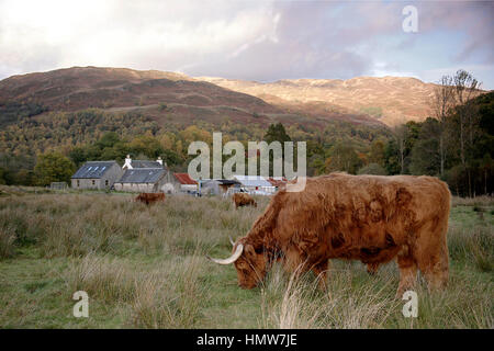 Un maestoso altopiano mucca RAPPRESENTA IN UN CAMPO DI GLEN COE HIGHLANDS, Scozia in serata. Con le montagne innevate a sfondo Foto Stock