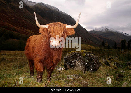 Un maestoso altopiano mucca RAPPRESENTA IN UN CAMPO DI GLEN COE HIGHLANDS, Scozia in serata. Con le montagne innevate a sfondo Foto Stock