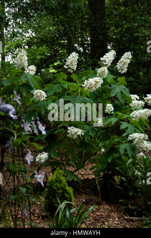 Hydrangea quercifolia, Ellen Huff Foto Stock