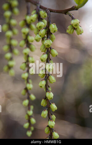 Stachyurus praecox Foto Stock