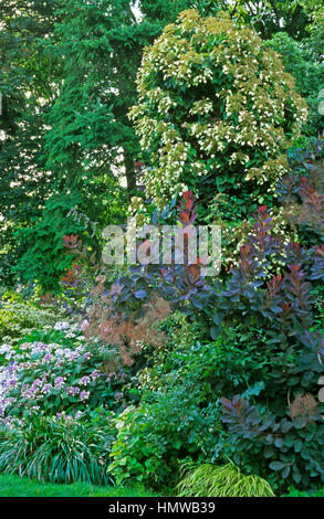 Hydrangea anomala subsp. petiolaris, precedentemente noto come Hydrangea petiolaris Foto Stock