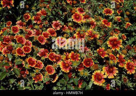 Blanketflower o (Gaillardia Gaillardia aristata Kobold o Goblin), Asteraceae. Foto Stock