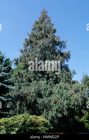Il Sikkim Abete (Picea spinulosa), Pinaceae. Foto Stock