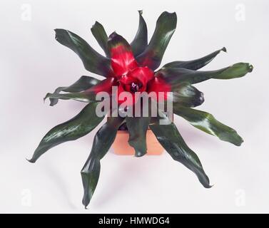 Il rossore bromeliad (Neoregelia carolinae Meyendorffii), Bromeliaceae. Foto Stock