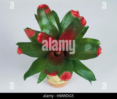 Il rossore bromeliad (Neoregelia carolinae Meyendorffii), Bromeliaceae. Foto Stock