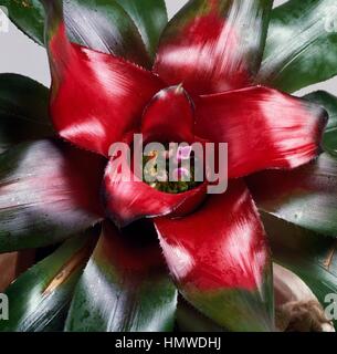 Il rossore bromeliad (Neoregelia carolinae Meyendorffii), Bromeliaceae. Foto Stock