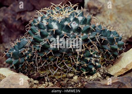 Puntaspilli messicano (Mammillaria magnimamma), Cactaceae. Foto Stock