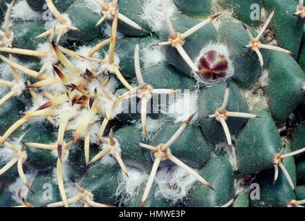 Puntaspilli messicano (Mammillaria magnimamma) spine, Cactaceae. Dettaglio. Foto Stock