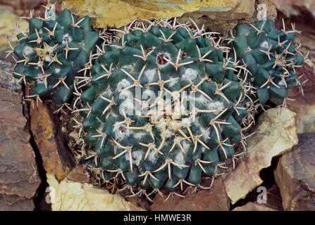 Puntaspilli messicano (Mammillaria magnimamma), Cactaceae. Foto Stock