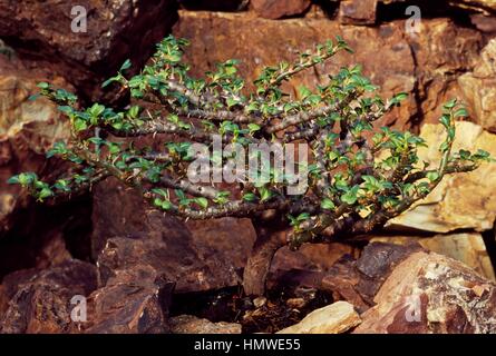 Bushman's candela (Sarcocaulon vanderietiae), Cactaceae. Foto Stock