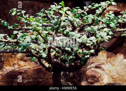 Bushman's candela (Sarcocaulon vanderietiae), Cactaceae. Foto Stock