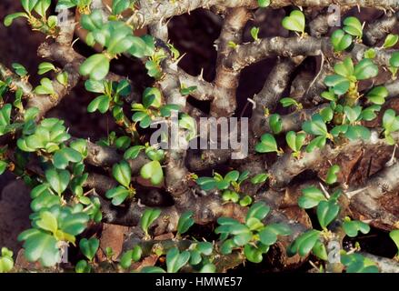 Bushman's candela (Sarcocaulon vanderietiae) spine e foglie, Cactaceae. Dettaglio. Foto Stock